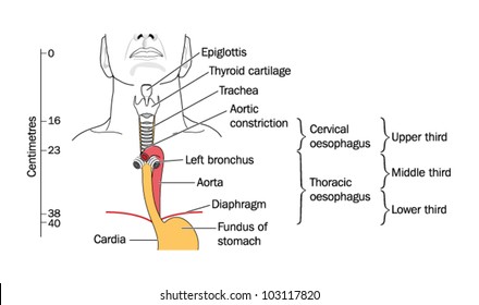 The larynx and trachea