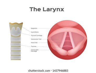 Larynx And Vocal Cord Vector , Organ / Anatomy / Voice