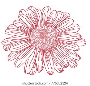 Laser cut template. Matricaria chamom?la with many petals. Echinacea purpurea. Flower for laser cutting. Wood engraving. 