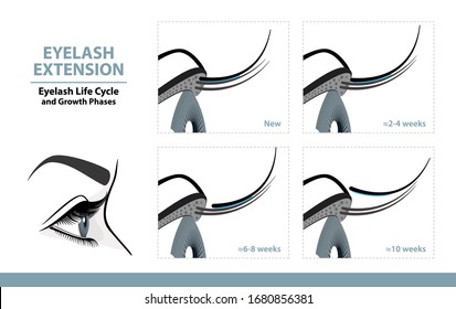 Lash Extension Life Cycle. How Long Do Eyelash Extensions Stay On. Side View. Infographic Vector Illustration 