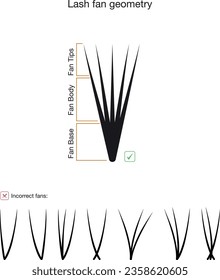 Lash fan geometry. Correct and incorrect lash fan. Eyelash extension guide.