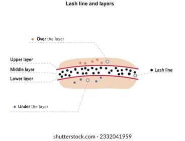 Lágrima y capas de latigazos. Estructura de párpados. Plan de crecimiento de pestañas.