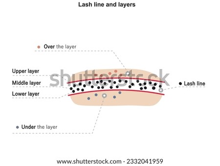 Lash line and lash layers. Eyelid structure. Eyelashes growth scheme.
