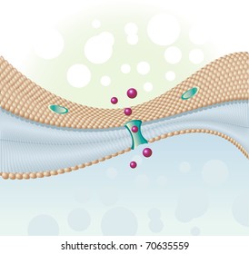 last molecules of human cells and cell membrane