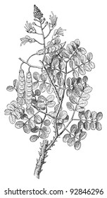 Latakaranja (Caesalpinia crista) / vintage illustration from Meyers Konversations-Lexikon 1897