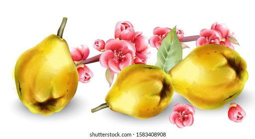 Late autumn quince with flowers blooming branch. Wide banner. Vector