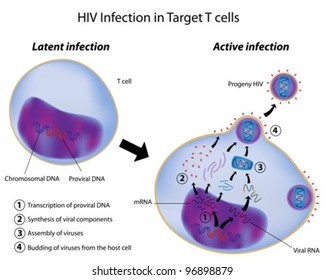 Latent And Active Infection Of T Cell By HIV