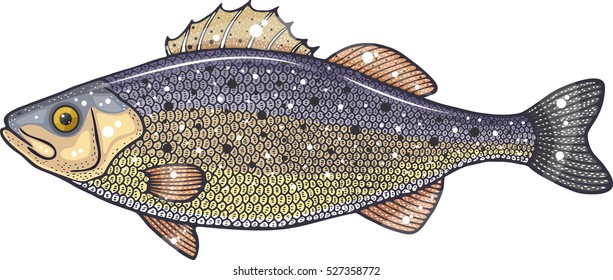 lateolabrax japonicus