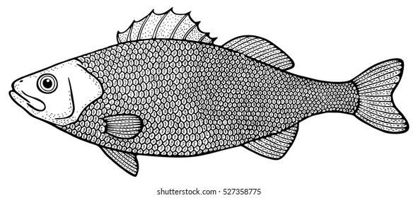 lateolabrax japonicus