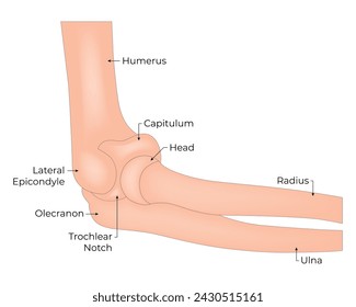 Lateral Epicondyle Ulna Raius Humerus Science Design Vector Illustration Diagram