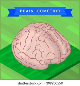 Lateral of human brain flat isometic illustration. Human brain flat isometric pictogram.