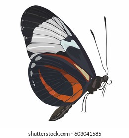 Lateral image of butterfly