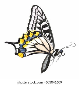 Lateral image of butterfly
