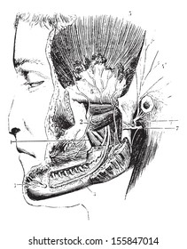 Lateral pterygoid or External pterygoid, vintage engraved illustration. Usual Medicine Dictionary by Dr Labarthe - 1885.