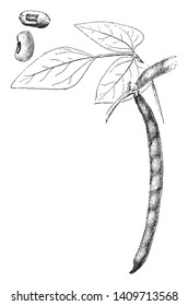 The lateral sheets are not reversed and not standardized; the seed is large and black eye, variable in size and shape, vintage line drawing or engraving illustration.