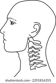 Lateral structural diagram of the human neck