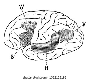 Lateral view of a brain hemisphere cortical area, vintage line drawing or engraving illustration.