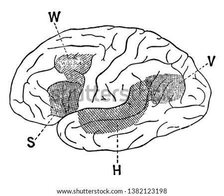 Lateral view of a brain hemisphere cortical area, vintage line drawing or engraving illustration.