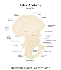 Lateral View of Pelvic Anatomy