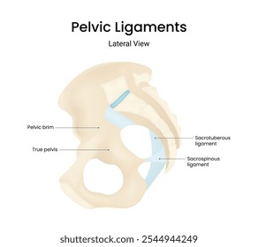 Visão lateral dos ligamentos pélvicos