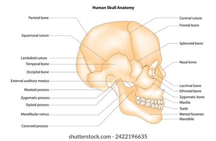 lateral view view of skull