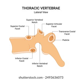 Lateral View of Thoracic Vertebrae