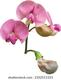 Lathyrus sylvestris (Narrow-leaved Everlasting Pea) Flower Isolated