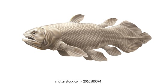 Latimeria - the oldest existing fish on a white background [Latimeria chalumnae]