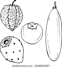 Latin american fruit black and white vector set isolated on a white background.