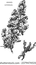 Latin name ononis arvensis, ononis intermedia, ononis flower, sketch, ononis monochrome, branch black and white