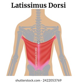 Latissimus dorsi. Anatomy of the back muscles. Medical poster. Vector illustration