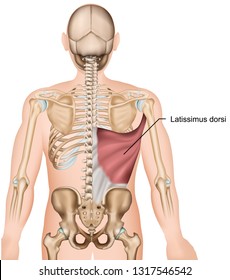 Latissimus dorsi back muscles 3d medical vector illustration