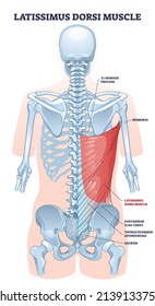 Latissimus dorsi as body side muscle behind human ribcage outline diagram. Labeled educational medical scheme with spinous process, iliac crest or thoracolumbar aponeurosis anatomy vector illustration