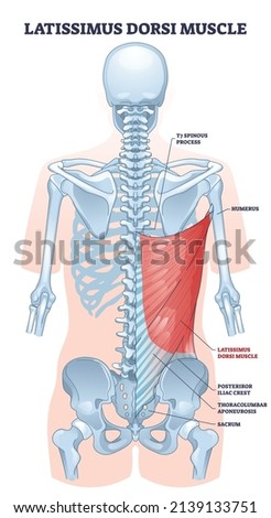 Latissimus dorsi as body side muscle behind human ribcage outline diagram. Labeled educational medical scheme with spinous process, iliac crest or thoracolumbar aponeurosis anatomy vector illustration