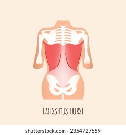 Latissimus dorsi muscle on human body. Vector illustration.