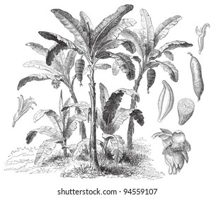 Latundan banana (Musa sapientum) / vintage illustration from Meyers Konversations-Lexikon 1897