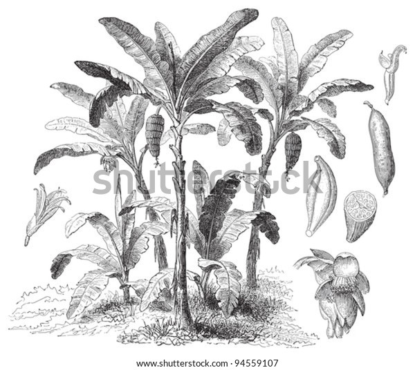 Latundan banana (Musa sapientum) / vintage illustration from Meyers Konversations-Lexikon 1897