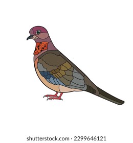 Laughing Dove. Vector illustration isolated on white background.