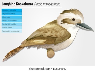 Laughing Kookaburra - Dacelo novaeguineae