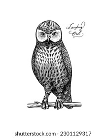 Laughing owl. Extinct predatory bird. Engraved Hand drawn vector illustration in woodcut Graphic vintage style 