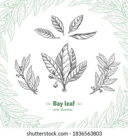 Laurel Bay leaves, branches and fruits isolated detailed hand drawn black and white vector illustration 