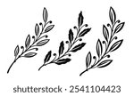 Laurel branch with bay leaves and berries. Decorative floral pattern design elements set