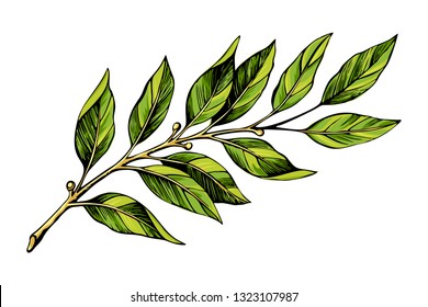 Laurel branch color sketch vector illustration. Hand drawn laurel leaves isolated on white background.  Culinary herbs.