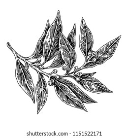 Laurel branch. Engraving style. Vector illustration.