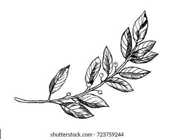 Laurel branch engraving vector illustration. Scratch board style imitation. Hand drawn image.