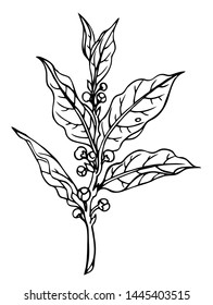 Laurel branch (Laurus nobilis L.), bay leaf, cooking spice, black and white outline drawing, vegetable print for labels, packaging and other projects.