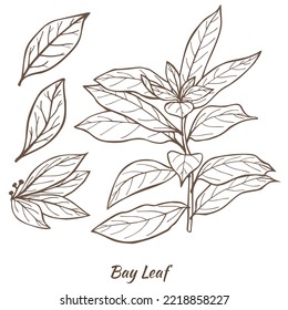 Laurel Branch and Leaves. Bay Leaf in Hand Drawn Style for Surface Design Fliers Prints Cards Banners. Vector Illustration