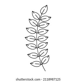 Laurel branch with leaves. Floral sign decoration book text. Field herbs. Linear sketch of a garden plant. Hand drawn vector illustration in doodle style. Elegant isolated element.