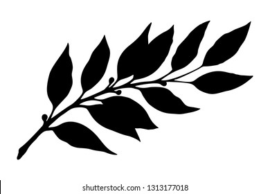 Laurel branch silhouette. Botanical illustration, a branch of a plant with leaves. Hand drawn liner.