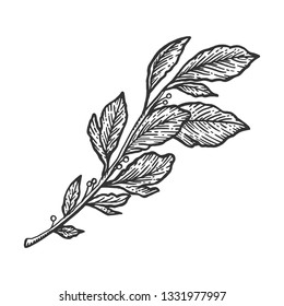 Laurel branch sketch engraving vector illustration. Scratch board style imitation. Hand drawn image.